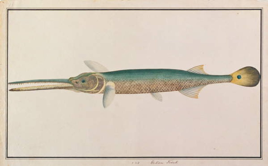 Detail of Spottail Needlefish by School Chinese