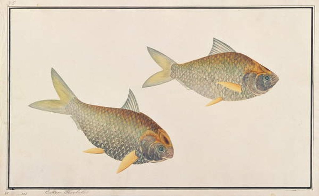 Detail of Shad by School Chinese