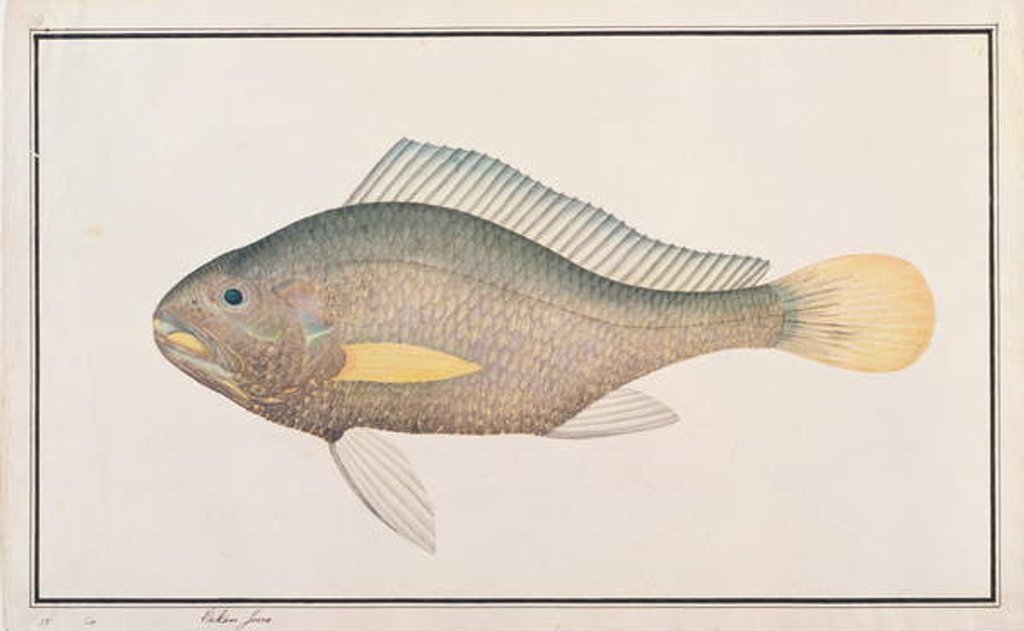 Detail of Croaker by School Chinese