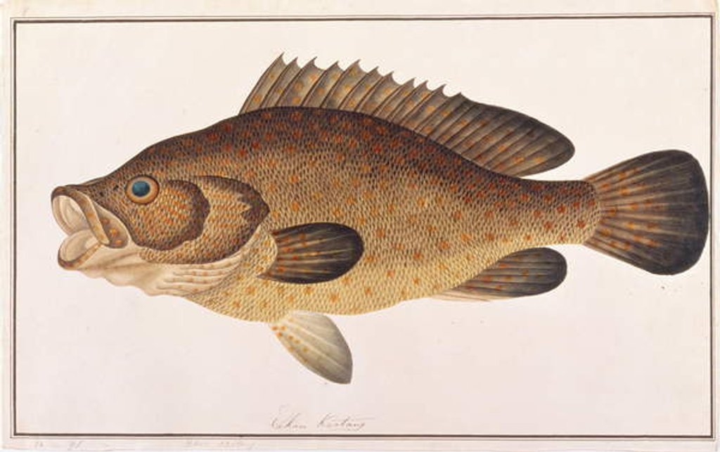 Detail of Orange-spotted Grouper by School Chinese