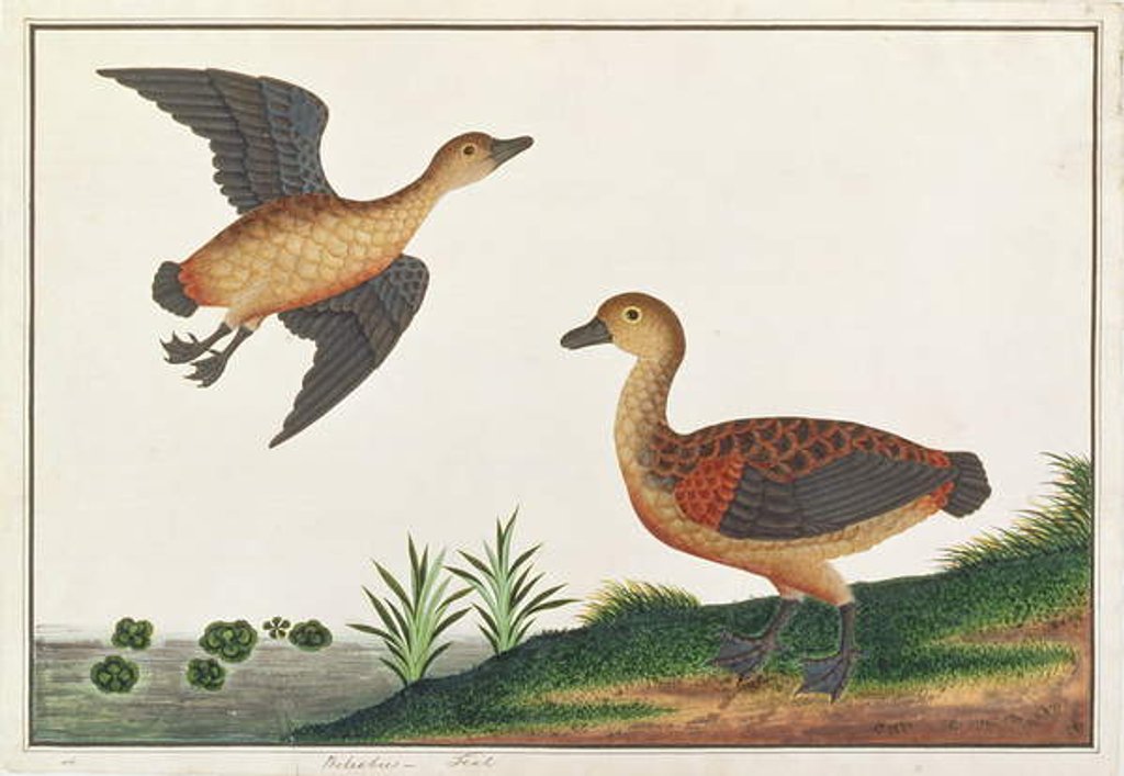 Detail of Lesser Treeduck by School Chinese