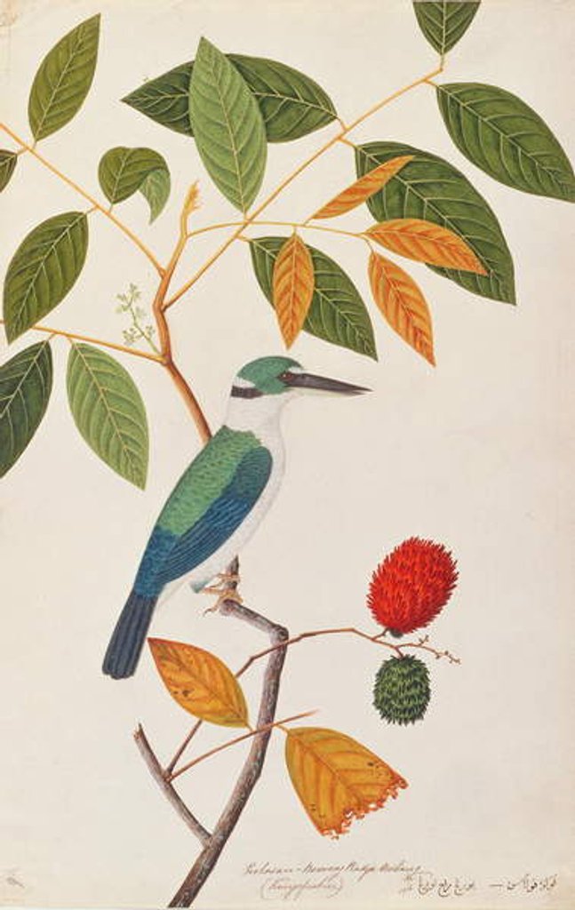Detail of Collared Kingfisher by School Chinese