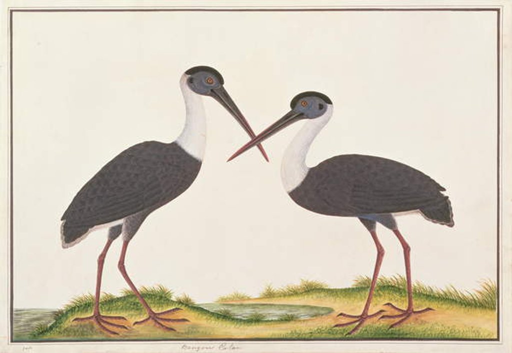 Detail of Woolly-necked Stork by School Chinese