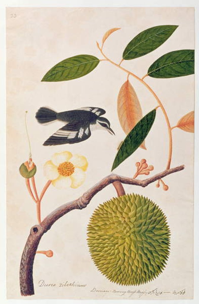 Detail of Durie zibethinus, Dorrian or Boorong Brass Brass by School Chinese