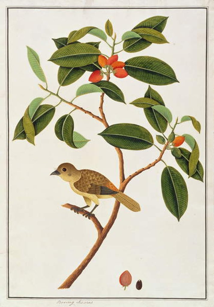 Detail of Brown Barbet by School Chinese