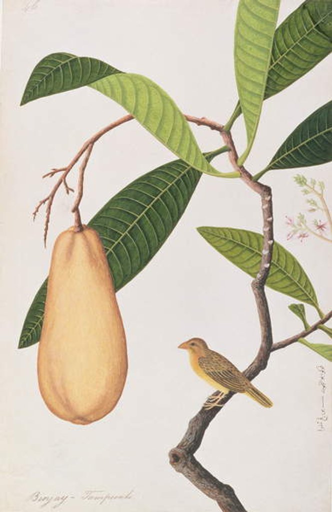 Detail of Baya Weaver by School Chinese