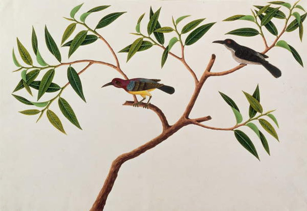Detail of Humming Bird, Boorong cherichap by School Chinese