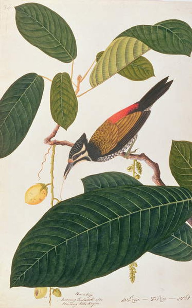 Detail of Common Goldenback by School Chinese