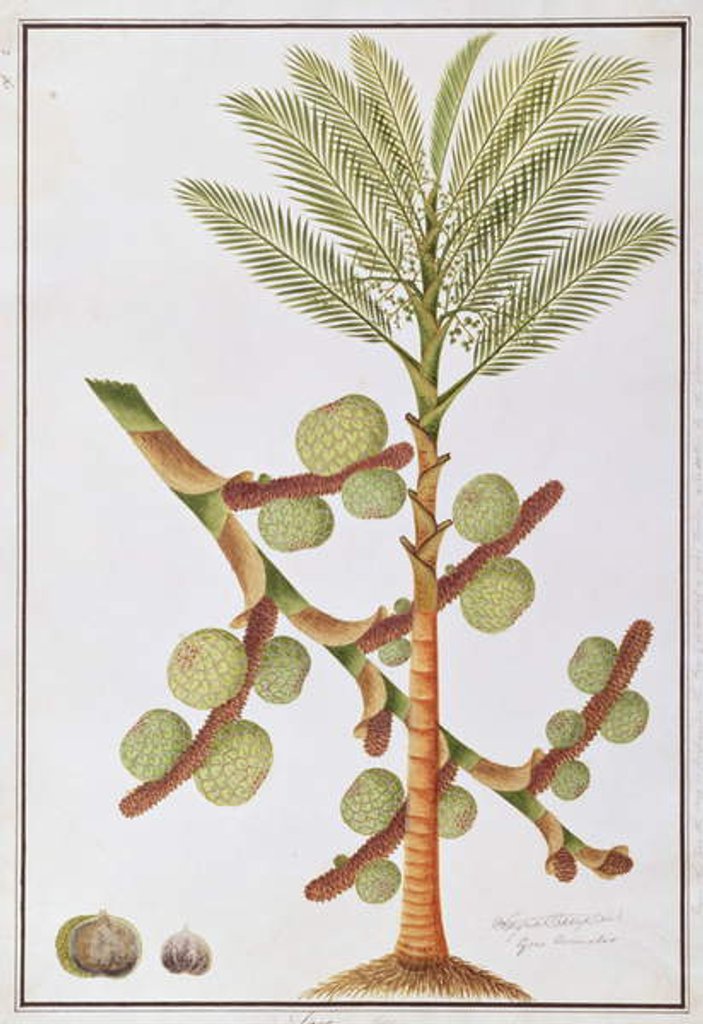 Detail of Sago by School Chinese