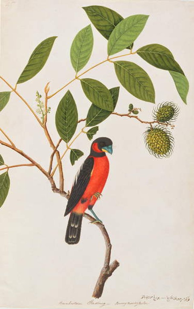 Detail of Black-and-red Broadbill by School Chinese