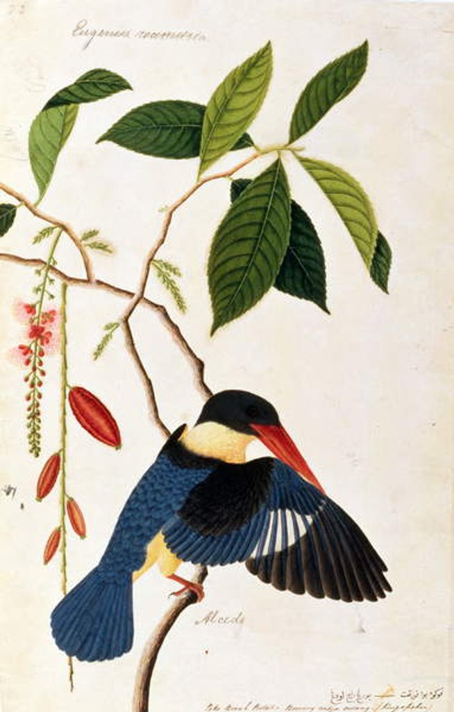 Detail of Kingfisher or Alced, Poko Booah Pootal, Boorong radja oodang by School Chinese