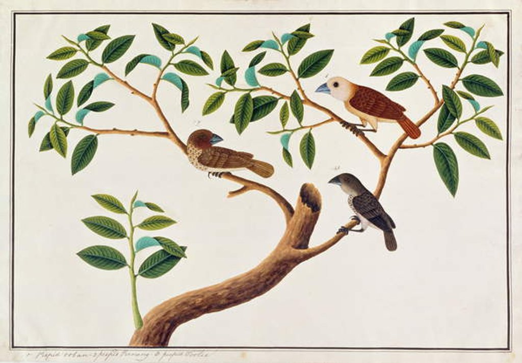 Detail of Scaly-breasted Munia, White-headed Munia, and Malaysian Honeyguide by School Chinese