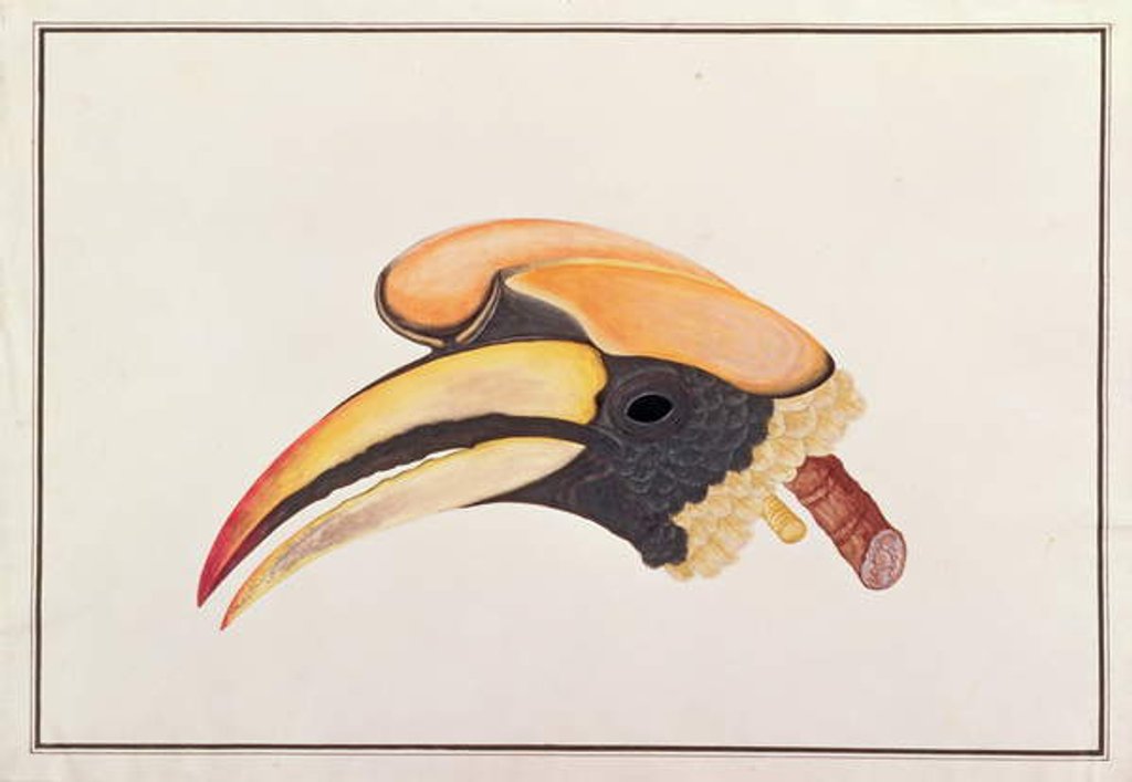 Detail of Great Hornbill by School Chinese