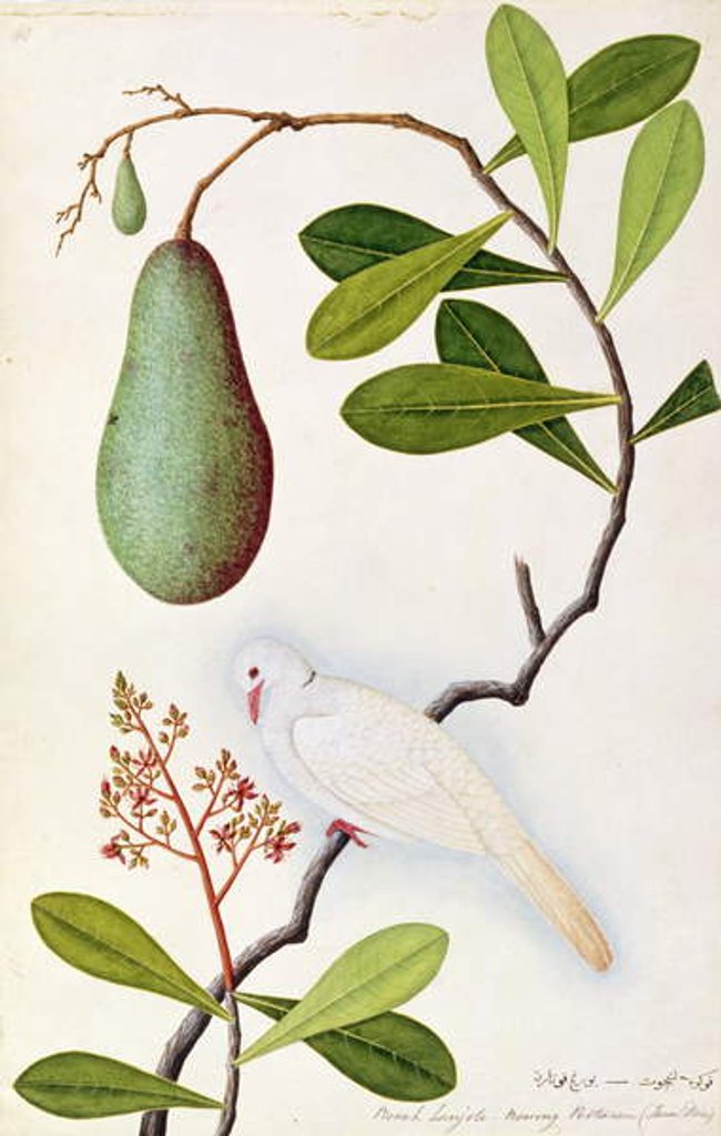 Detail of Java Dove or Boorah Poutaran by School Chinese
