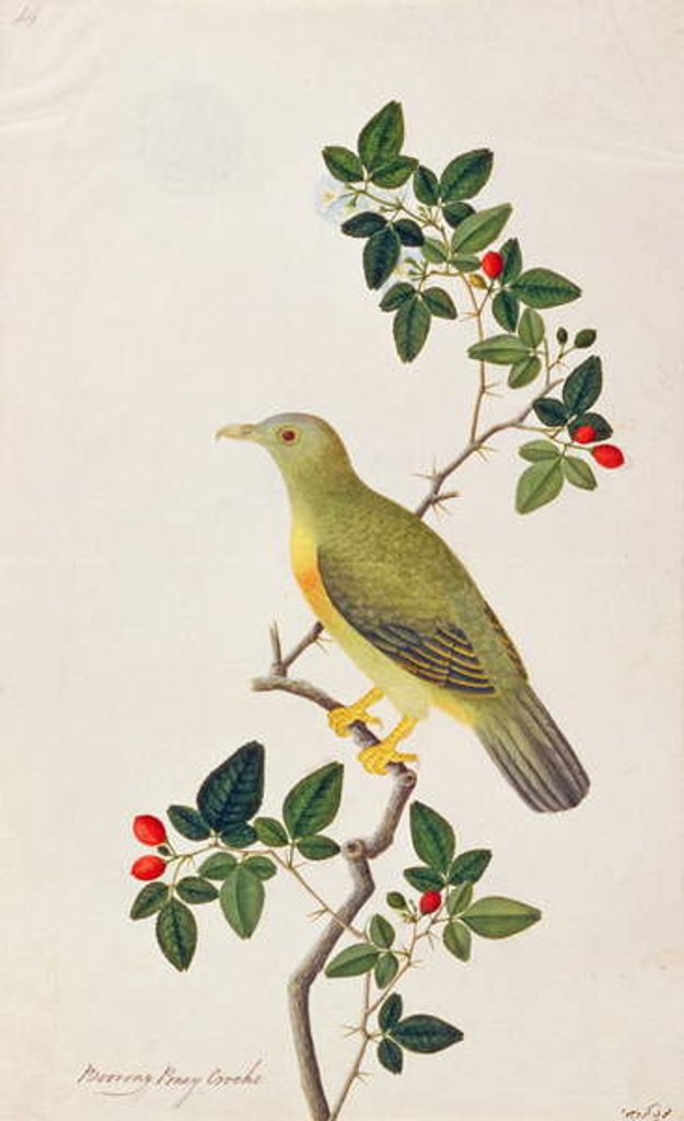 Detail of Large Green Pigeon by School Chinese