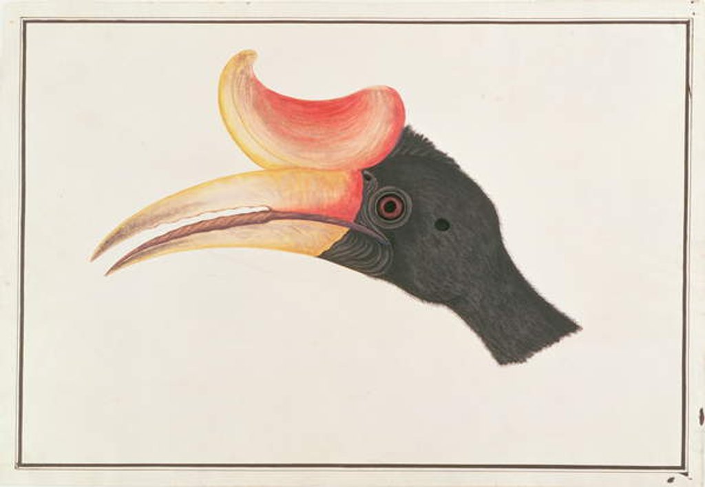 Detail of Rhinoceros Hornbill by School Chinese