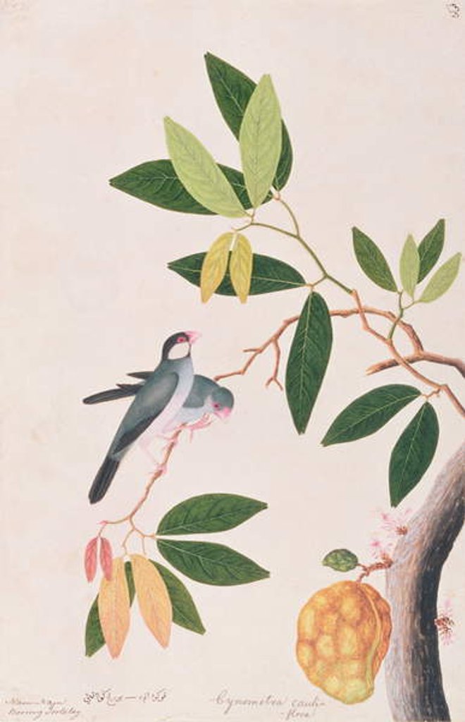 Detail of Java Sparrow by School Chinese