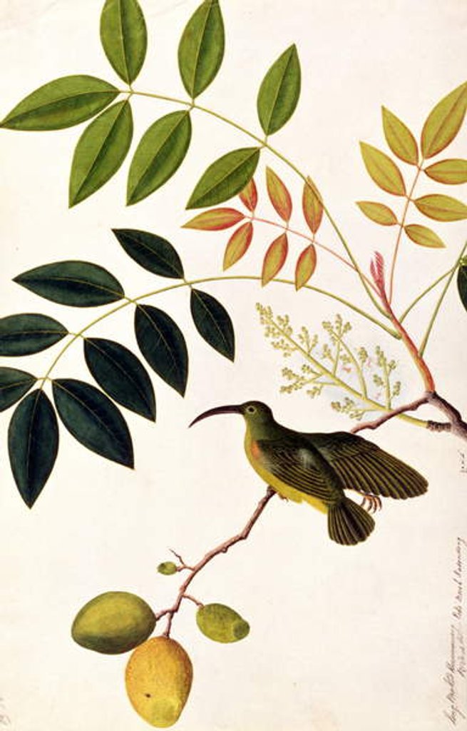 Detail of Long-beaked Humming Bird, Poko Booah Kadonong by School Chinese
