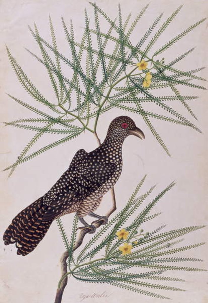 Detail of Taja Walie by School Chinese