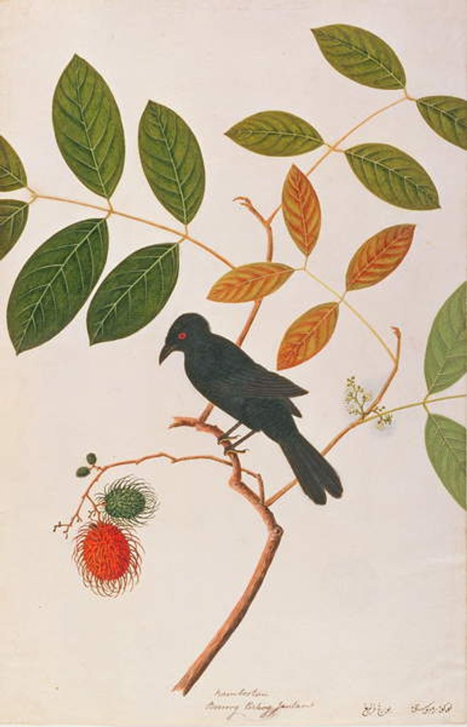 Detail of Crow-billed Drongo by School Chinese