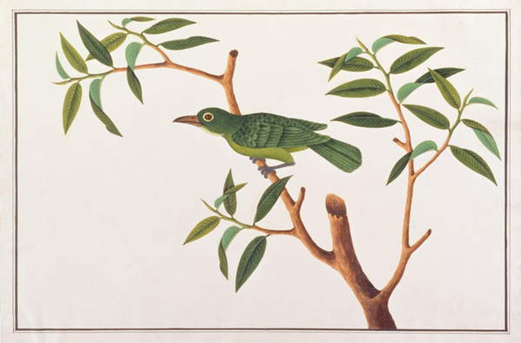 Detail of Greater Green Leafbird by School Chinese