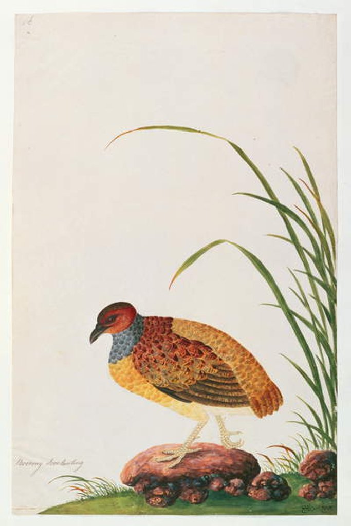 Detail of Long-billed Partridge by School Chinese