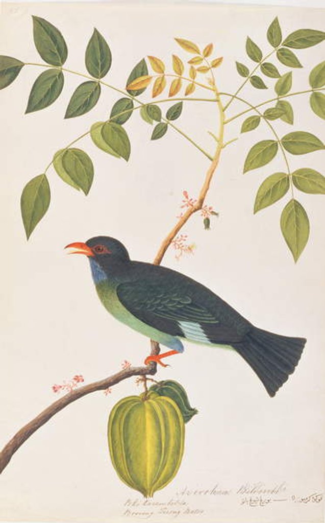 Detail of Dollarbird by School Chinese