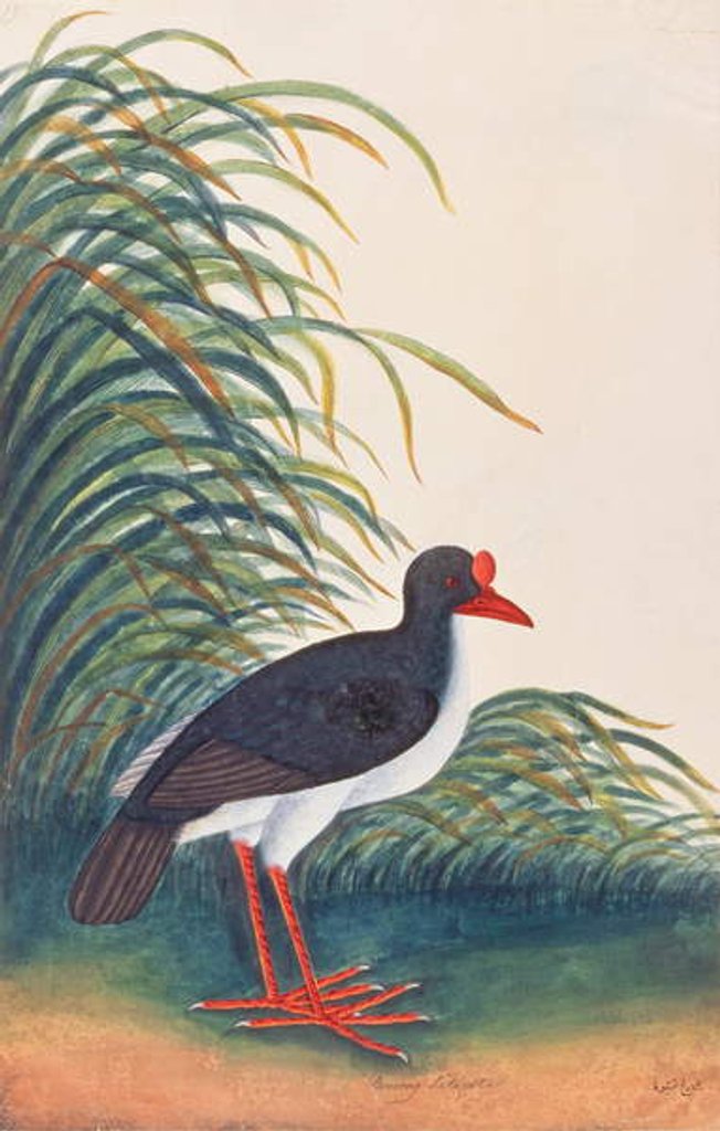 Detail of Eurasian Oystercatcher by School Chinese