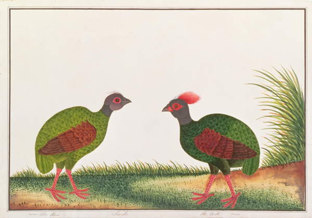 Detail of Crested Wood-partridge, Hen and Cock by School Chinese