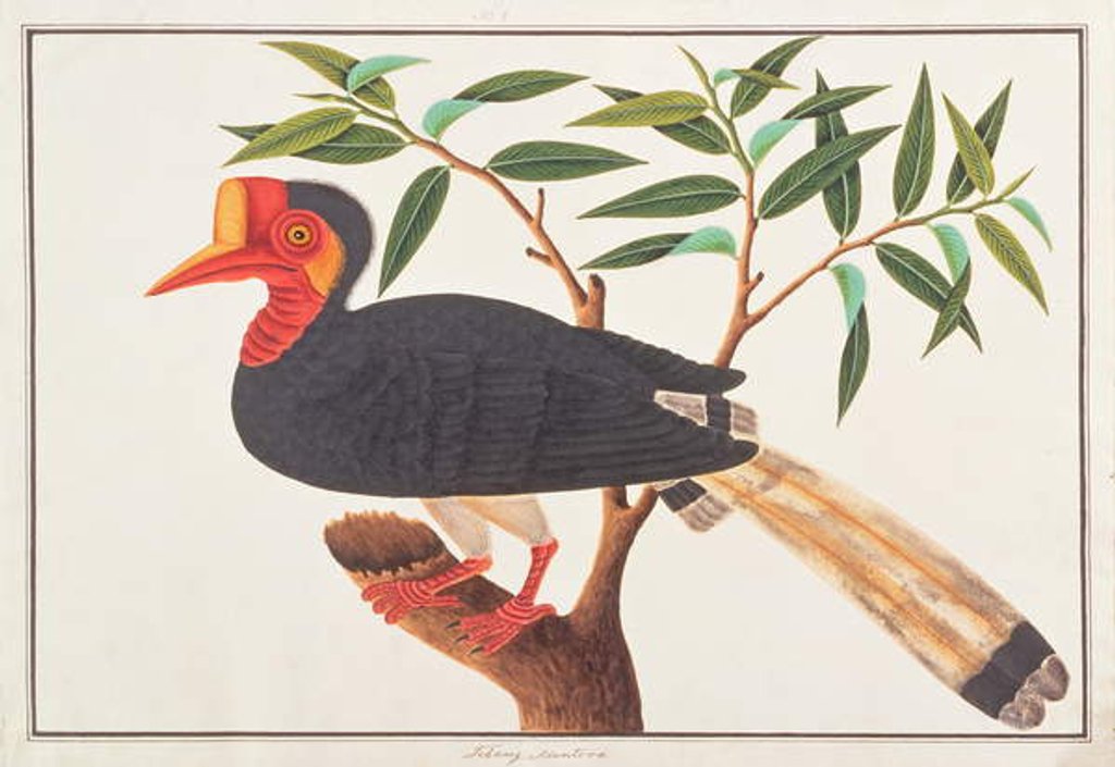 Detail of Helmeted Hornbill by School Chinese