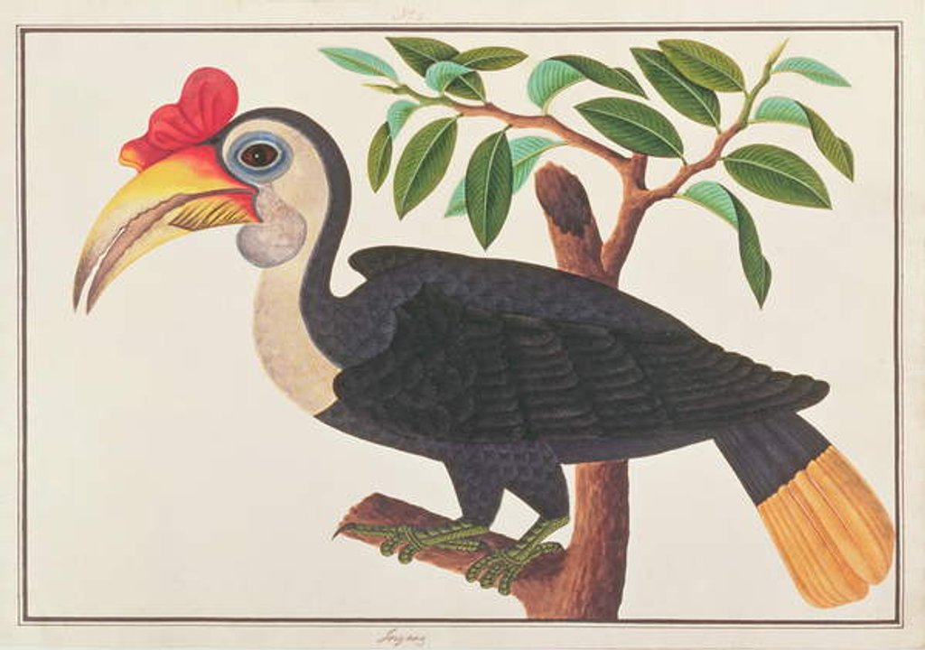 Detail of Wrinkled Hornbill by School Chinese