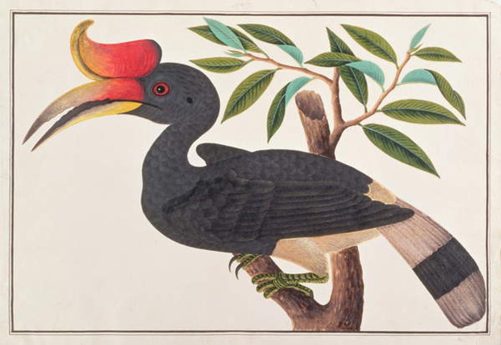 Detail of Rhinoceros Hornbill by School Chinese