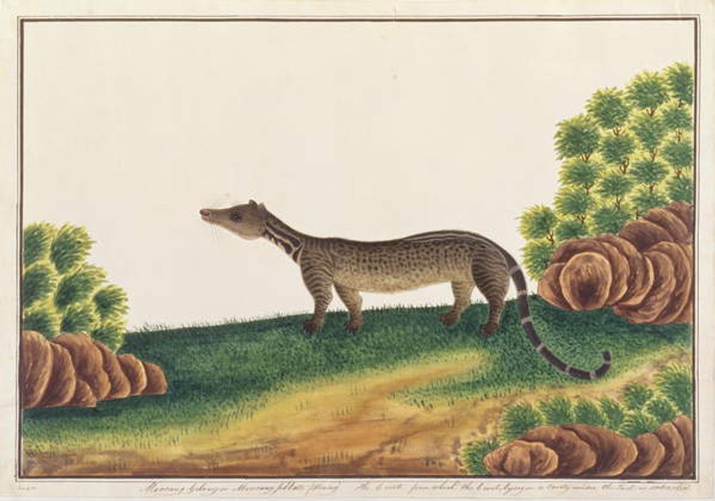 Detail of Malay Civet by School Chinese