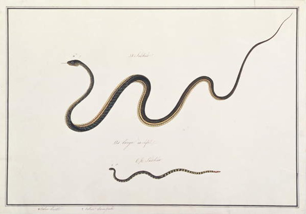 Detail of Painted Bronzeback with Banded Malayan Coral Snake by School Chinese