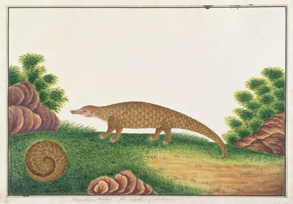 Detail of Sunda Pangolin by School Chinese