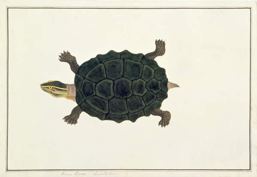 Detail of Land Tortoise, Koora Koora by School Chinese