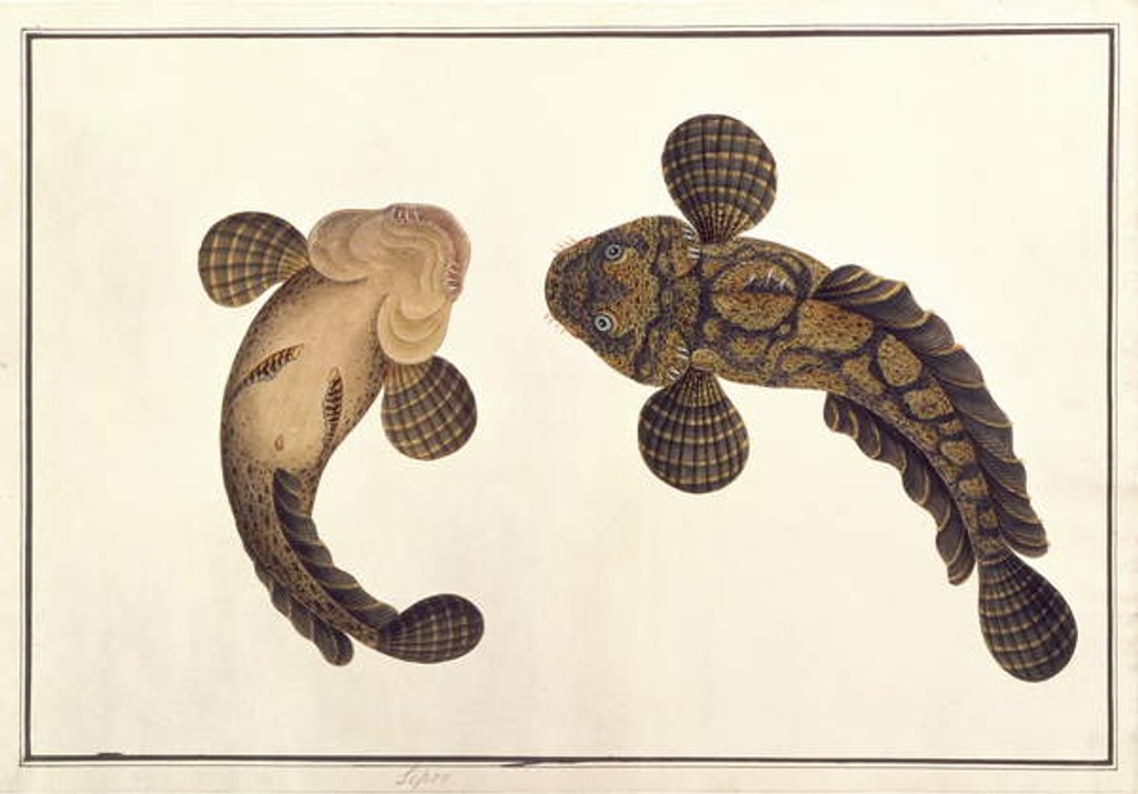 Detail of Lepoo by School Chinese