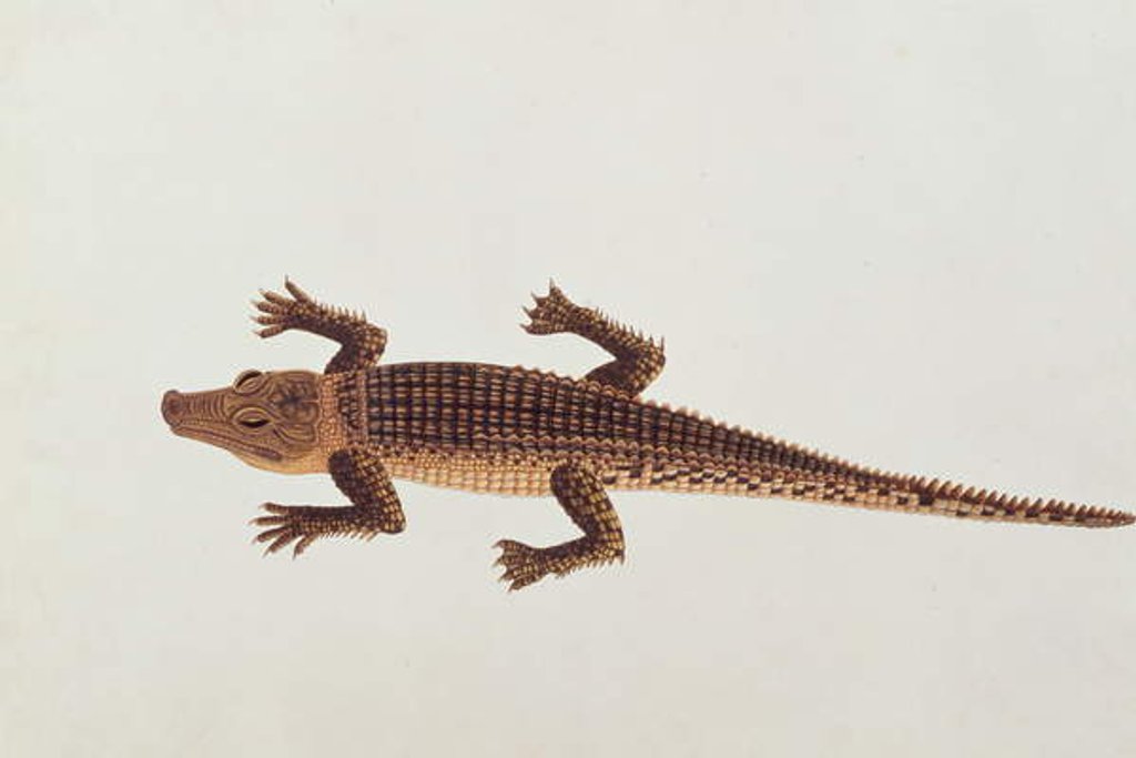 Detail of Boo-ay-ah Alligator by School Chinese