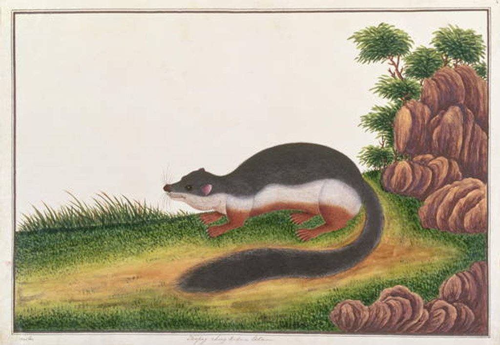 Detail of Prevost's Squirrel by School Chinese