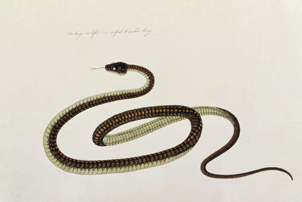 Detail of Snake by School Chinese