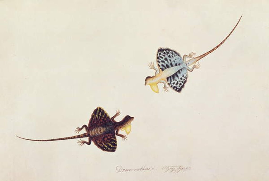 Detail of Flying Lizard, Draco volans, Soompah Soompah by School Chinese