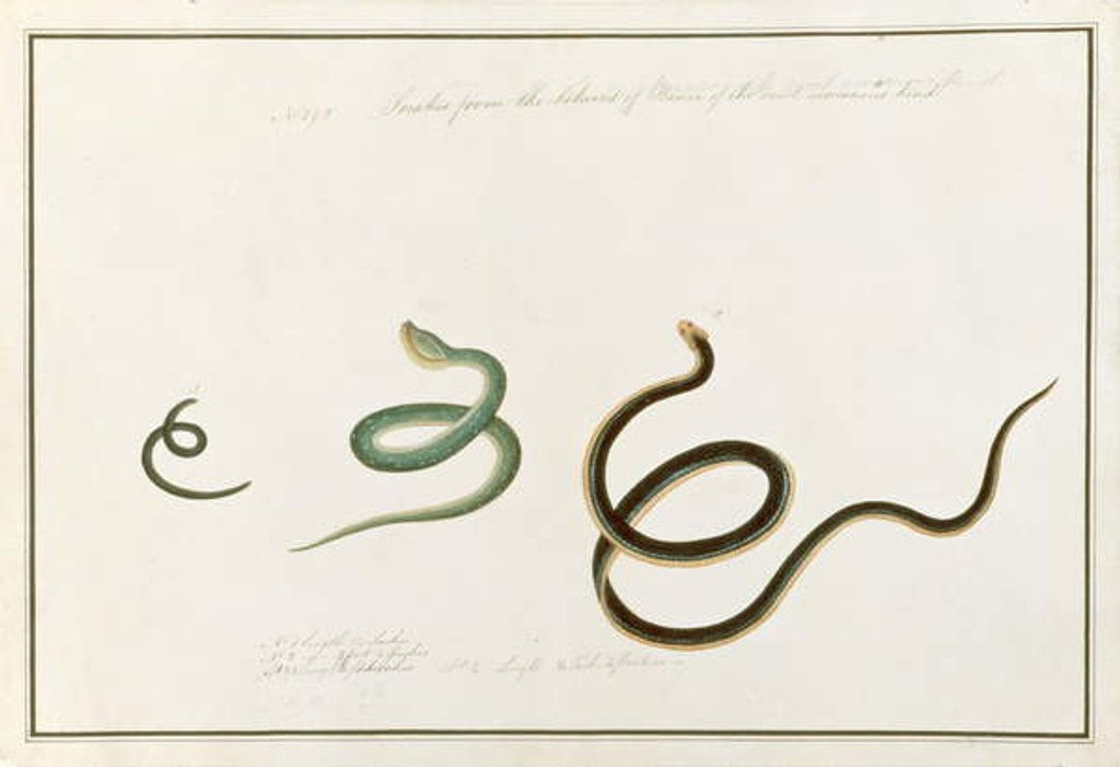Detail of Snakes form the Island of Banca of the most venemous kind by School Chinese