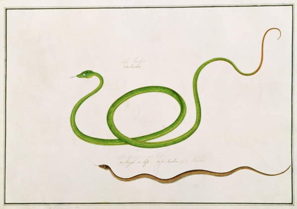 Detail of Volun Daw-on by School Chinese