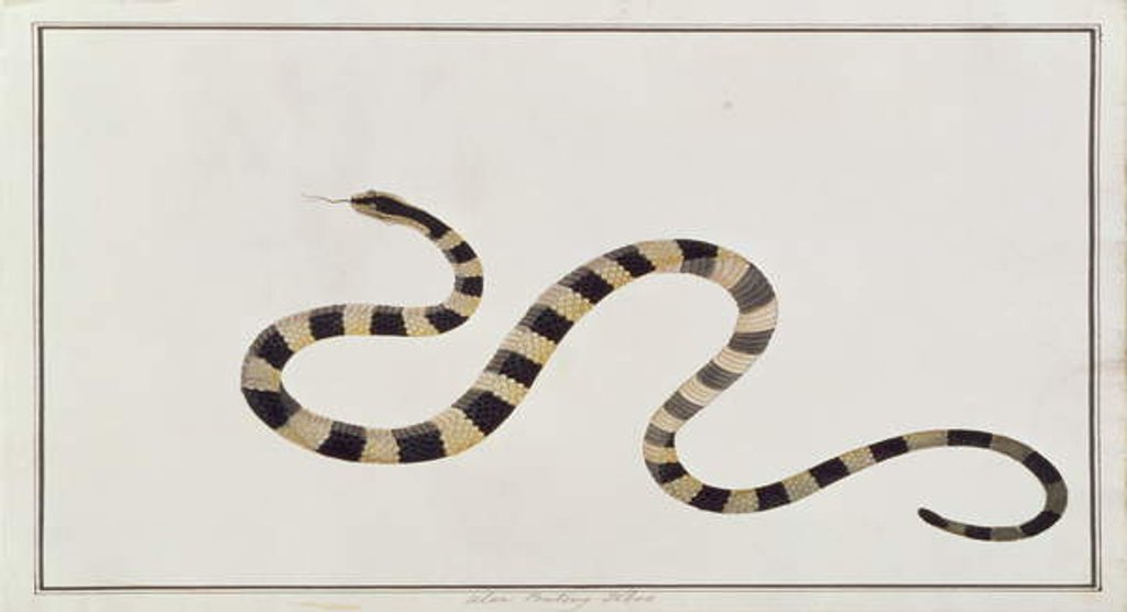 Detail of Ular Pontong Teboo by School Chinese