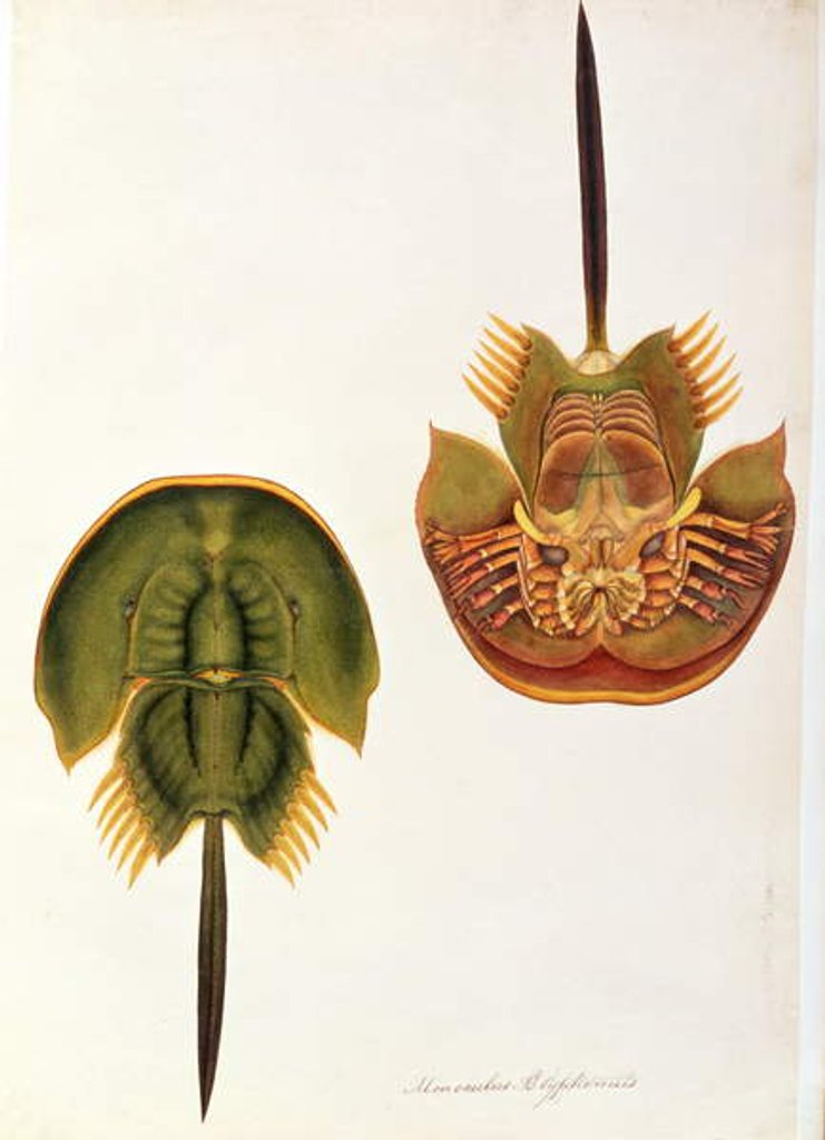 Detail of Monoculus Polyphemus by School Chinese