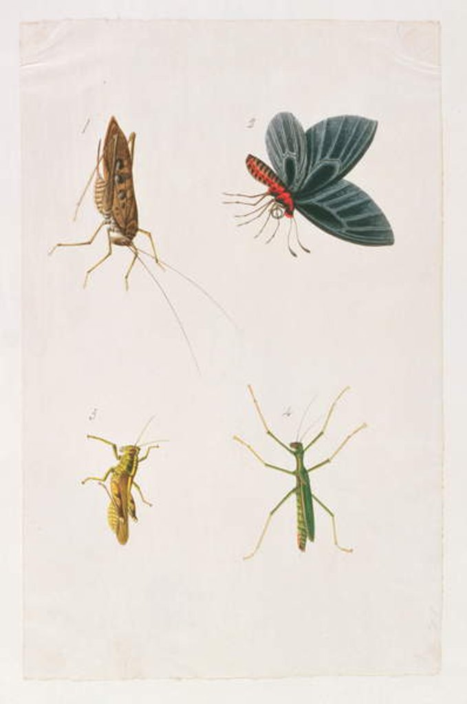 Detail of Four Insects by School Chinese
