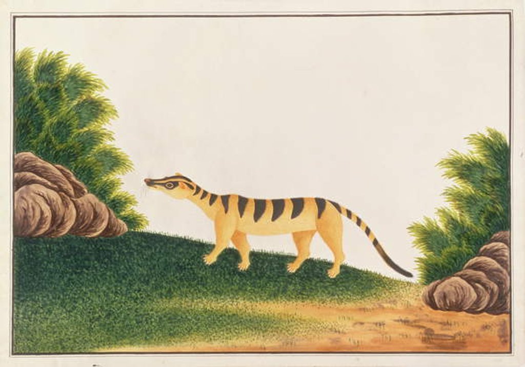 Detail of Banded Palm Civet by School Chinese