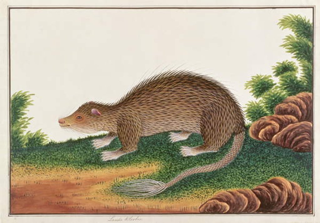 Detail of Brush-tailed Porcupine by School Chinese