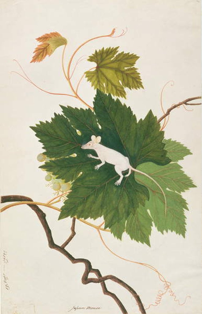 Detail of House Mouse by School Chinese