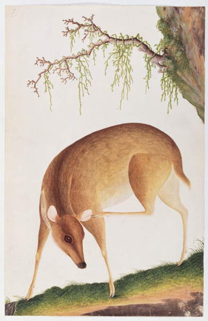 Detail of Fawn by School Chinese